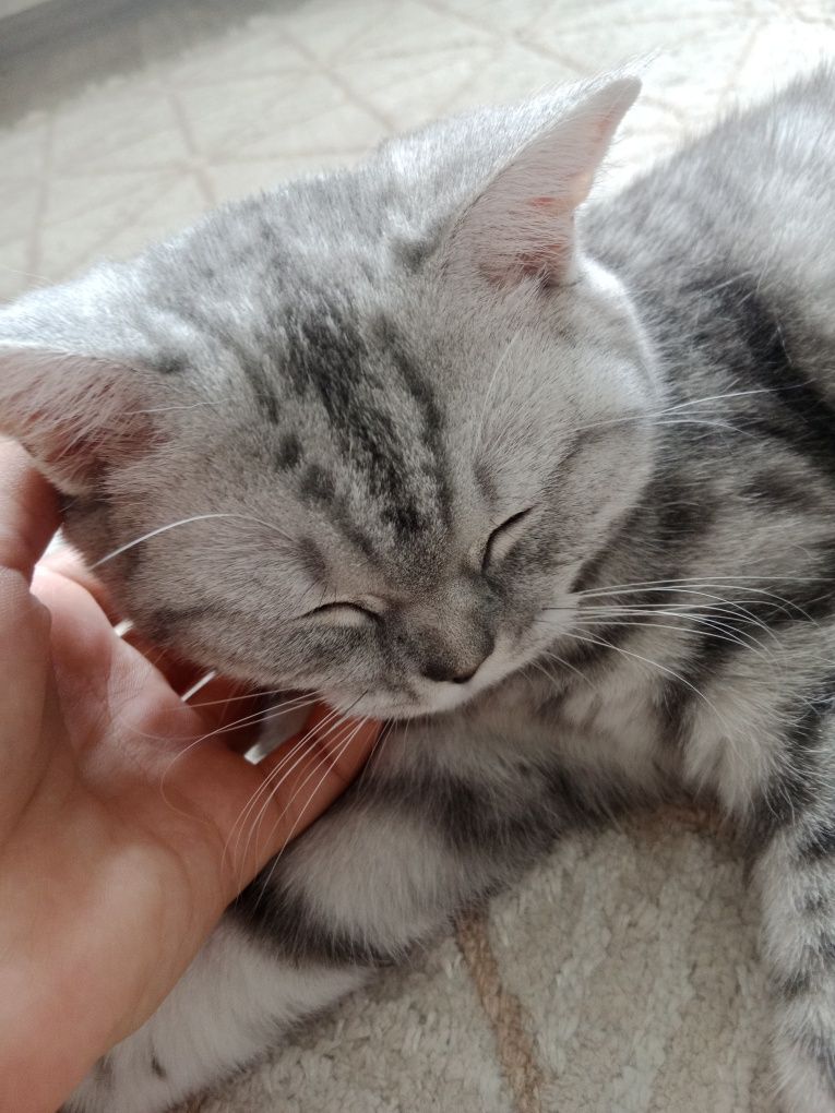 Котёнок 4 месяца