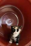 Котята бесплатно