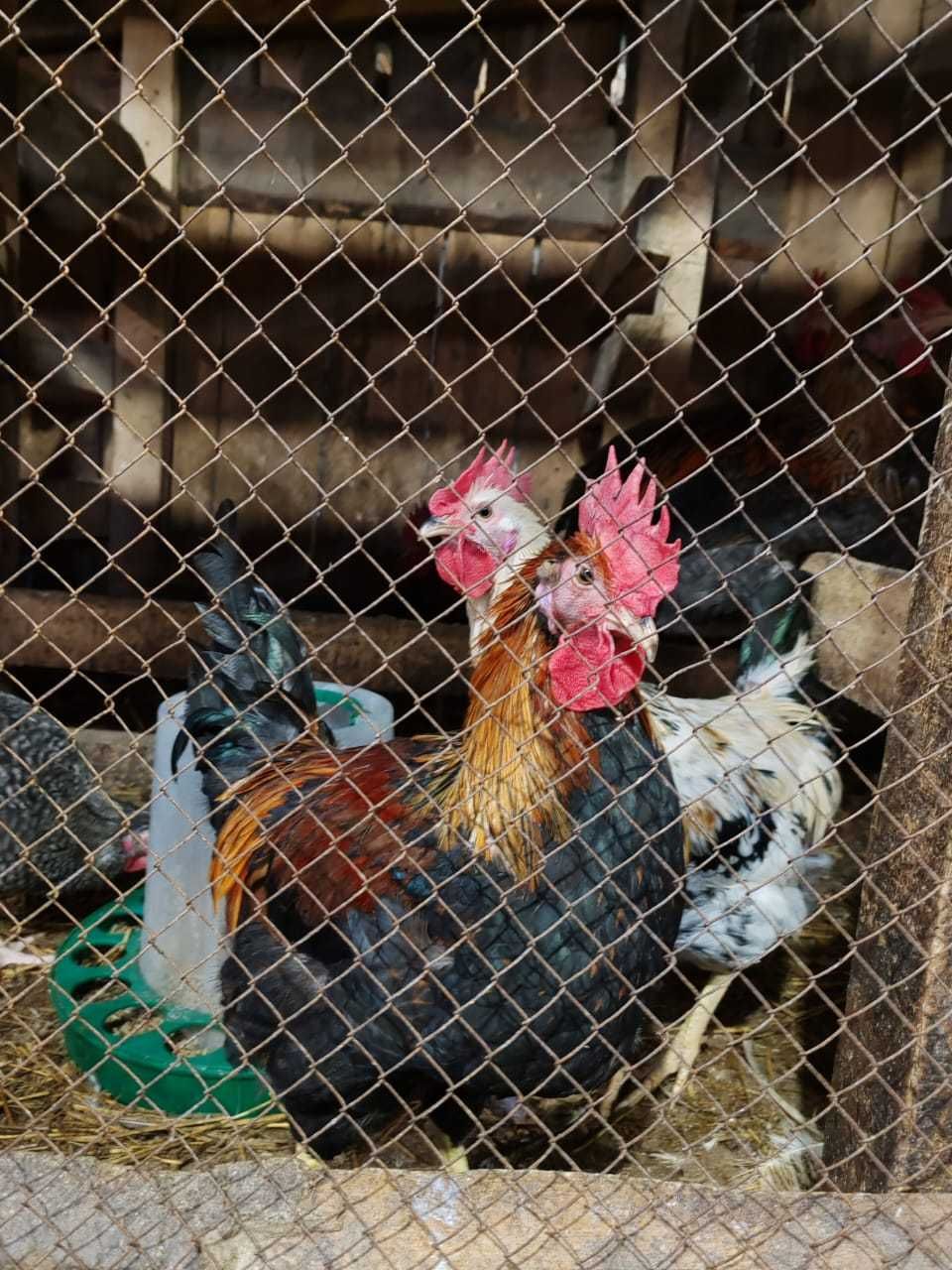Продам красивых породистых петухов