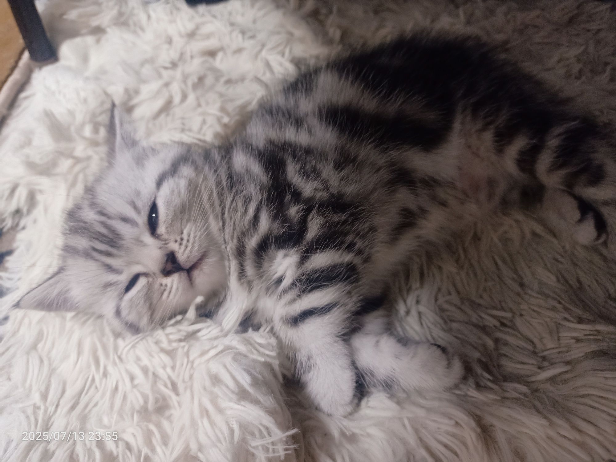 Продам очаровательных котят