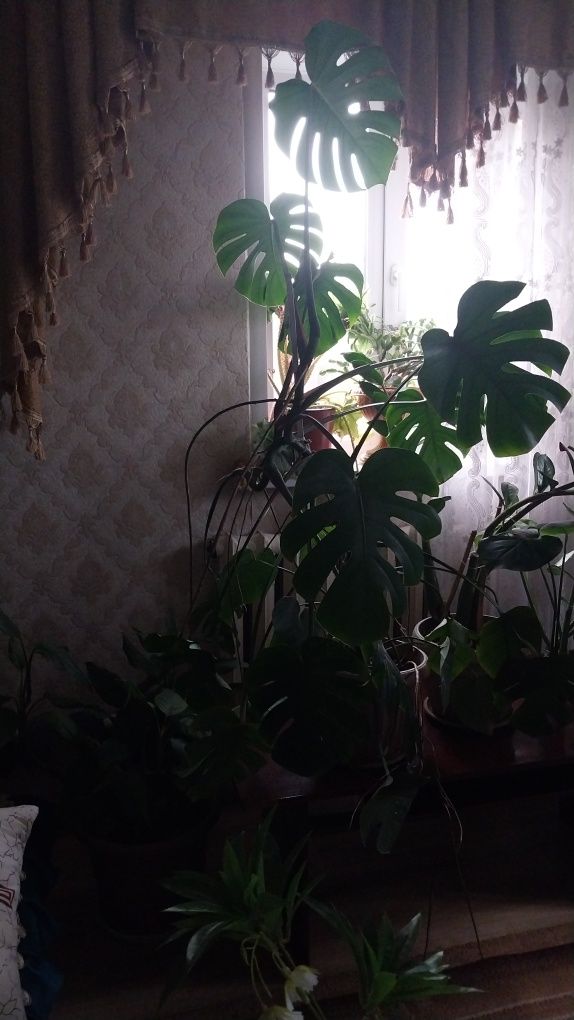 Продам комнатные цветы. Драцена.