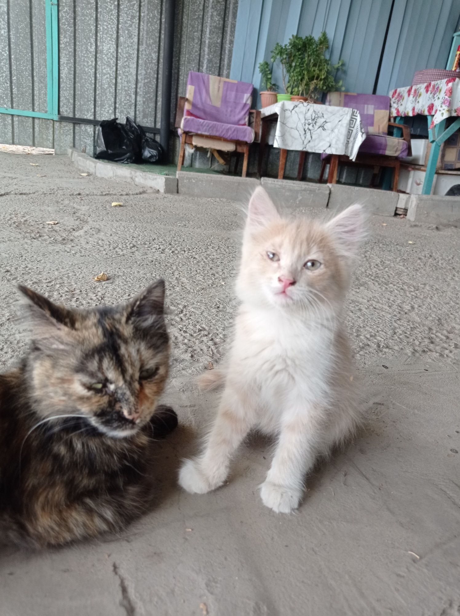 Котята отдам бесплатно