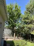 Платан (Platanus)