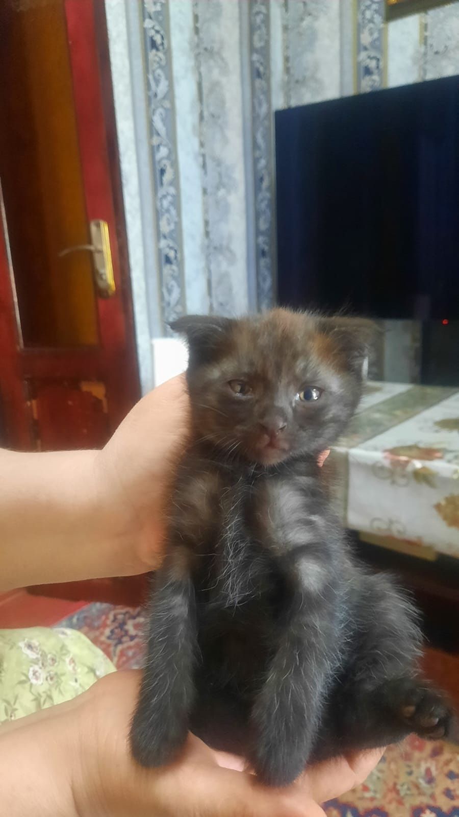 Отдам котят в добрые руки