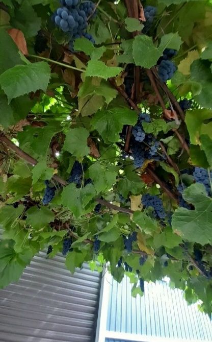 Продам саженцы сирени