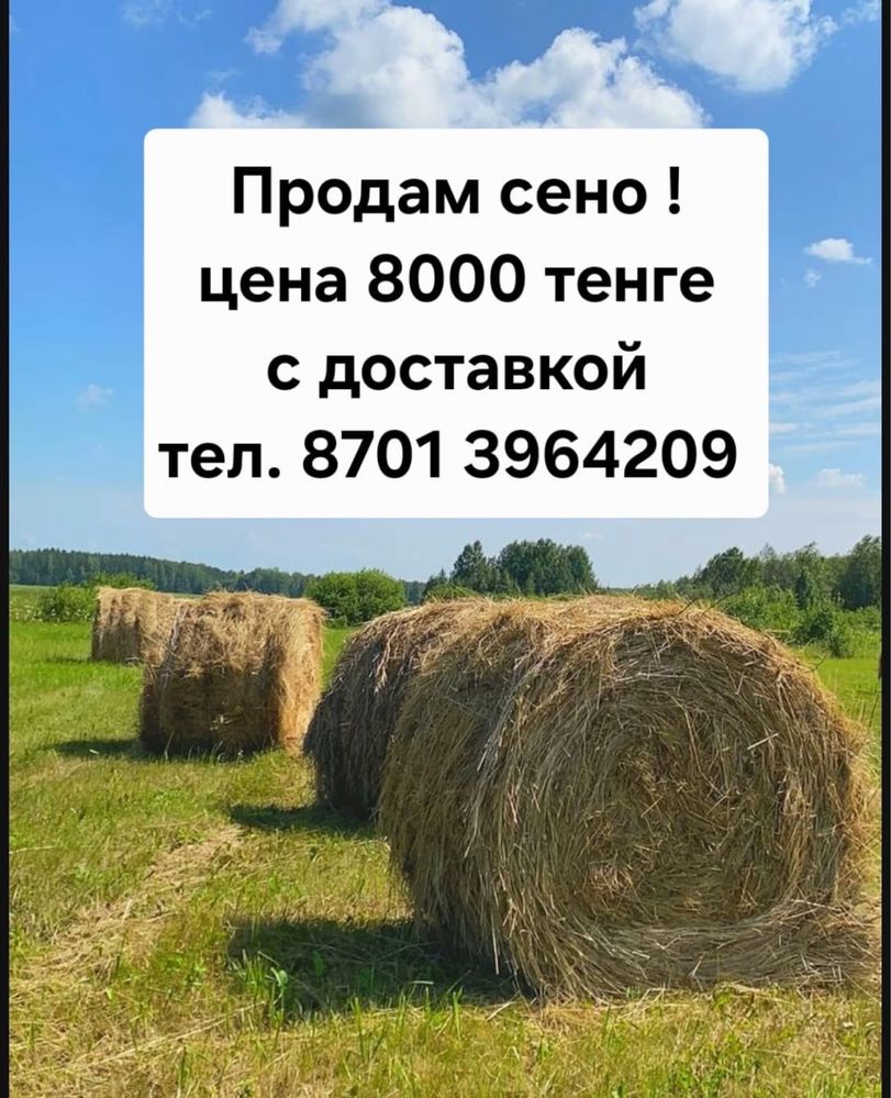 Продам сено в тюках
