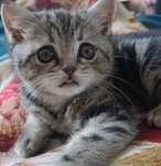Шотландский прямоухий котенок