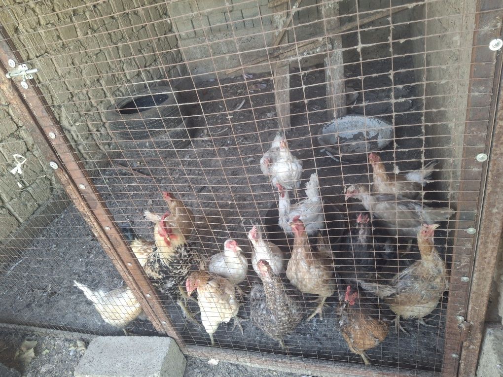 Продаю кур и петухов