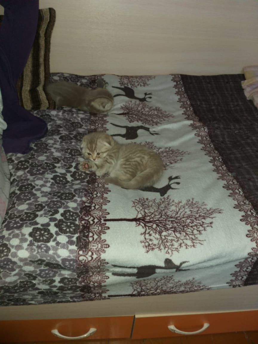 Скоттиш Фолд и Страйт.