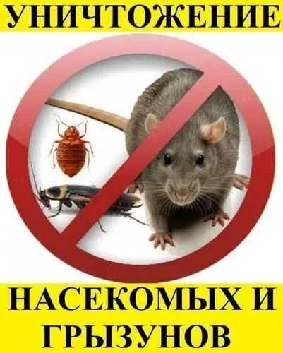 Уничтожение мышей крыс таракан  клоп ,блох дезинфекция клещей жук мух