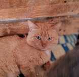 Кот, котик, котенок