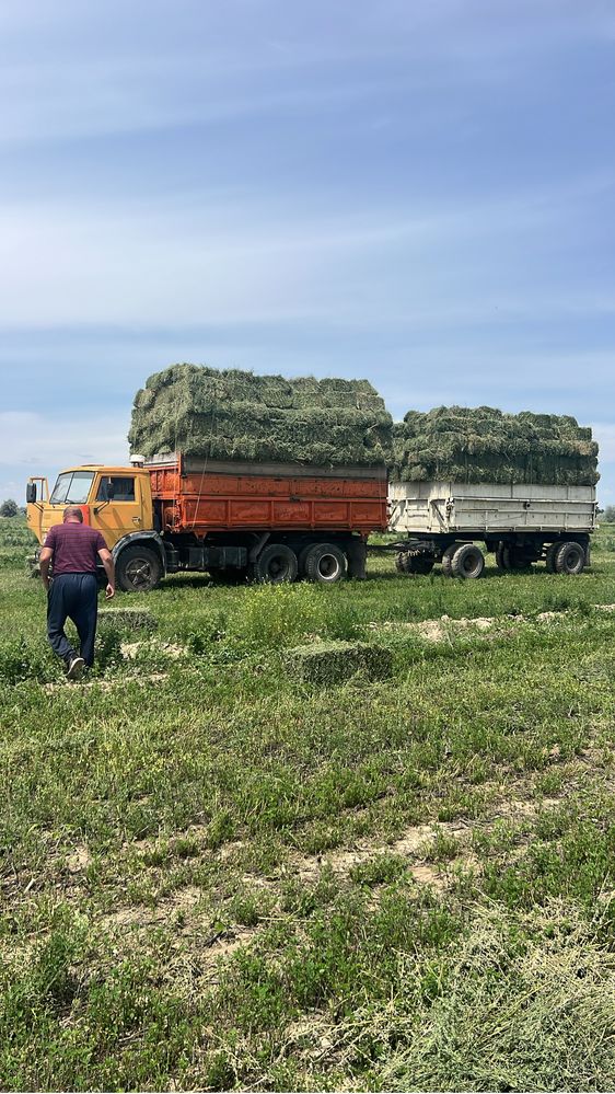Сено люцерны в тюках