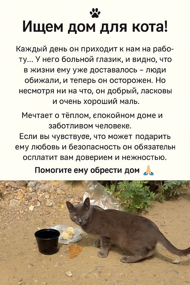 Ищем дом для кота!