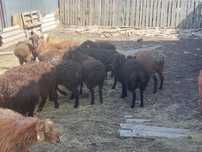 Кой сатаылады Продам Барана