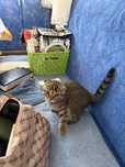 Продам котенка 1,5 мес шотландская вислоухая скоттиш фолд