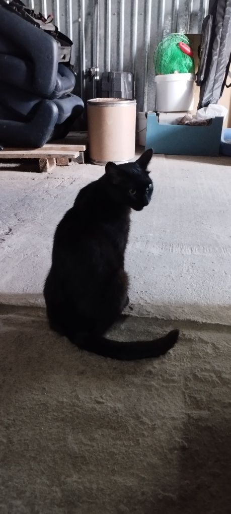 Кошечке нужен дом