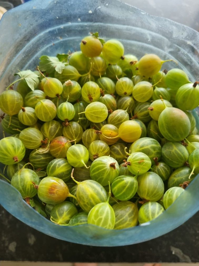 Продам крыжовник