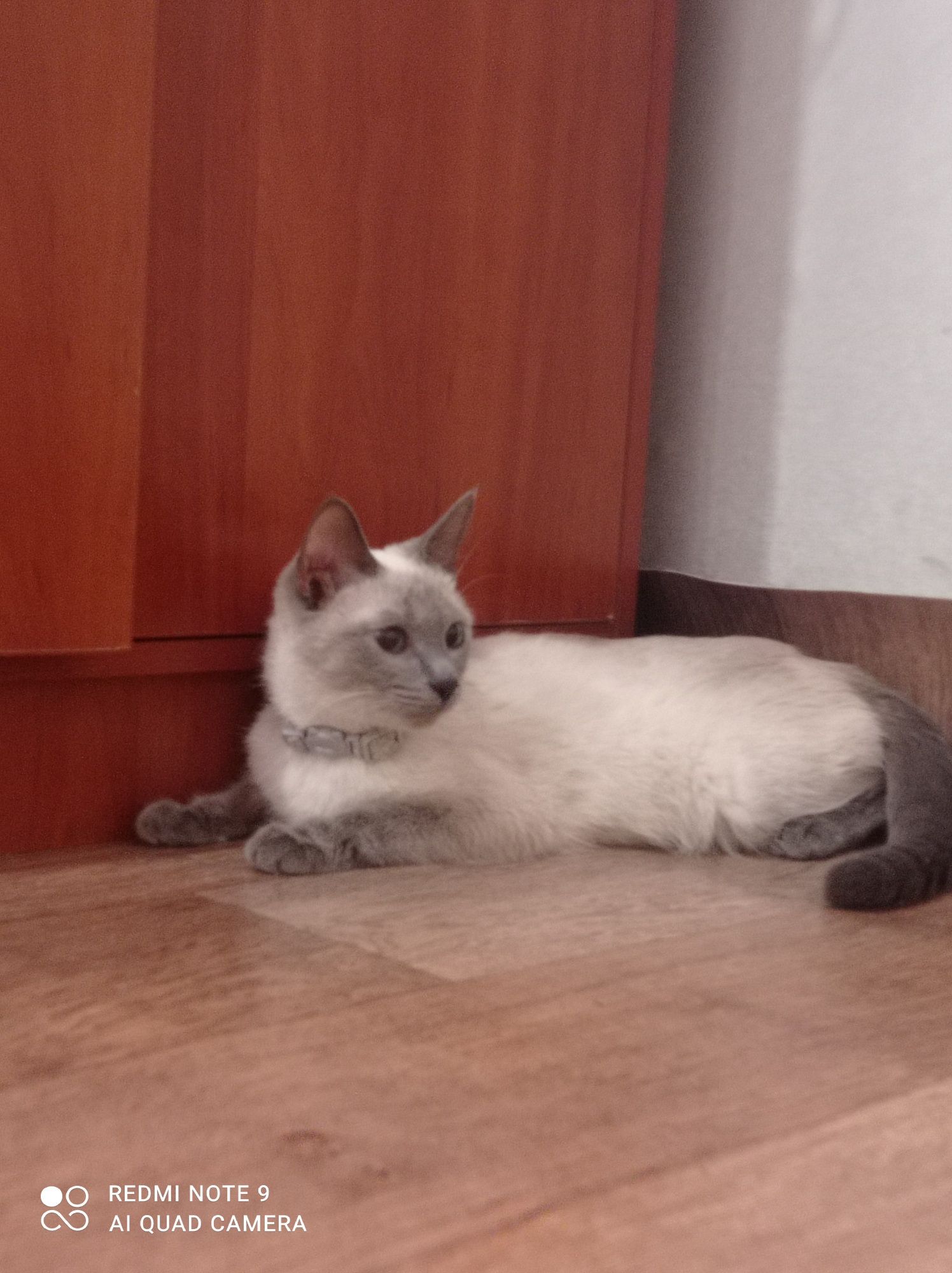 Сиамская тайский кошка