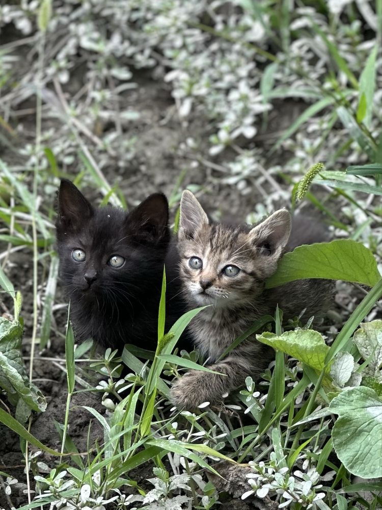 Отдам котят в добрые руки