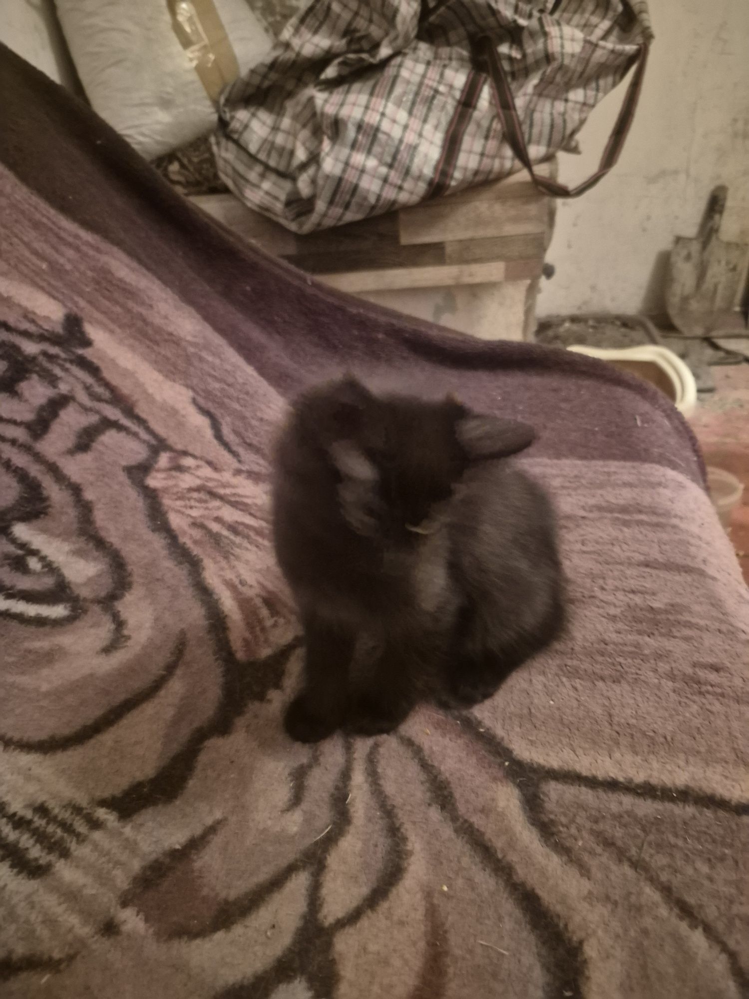 Отдам котёнка два месяца
