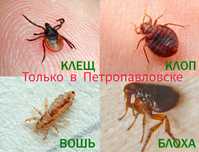 Уничтожим все быстро и качественно