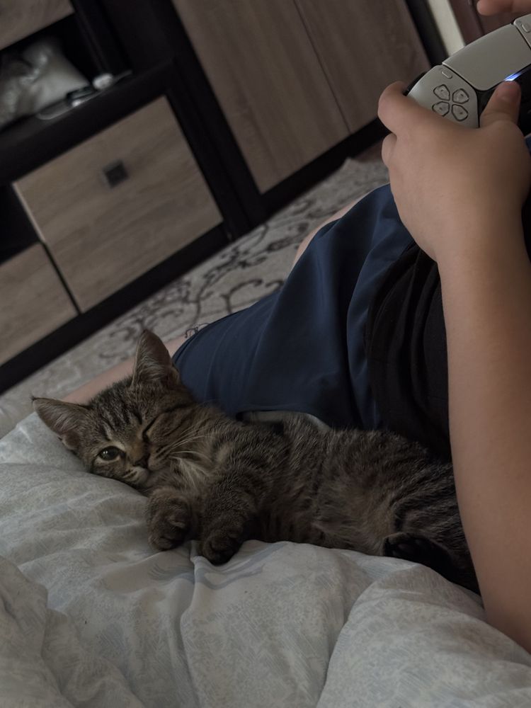 Отдам в добрые руки