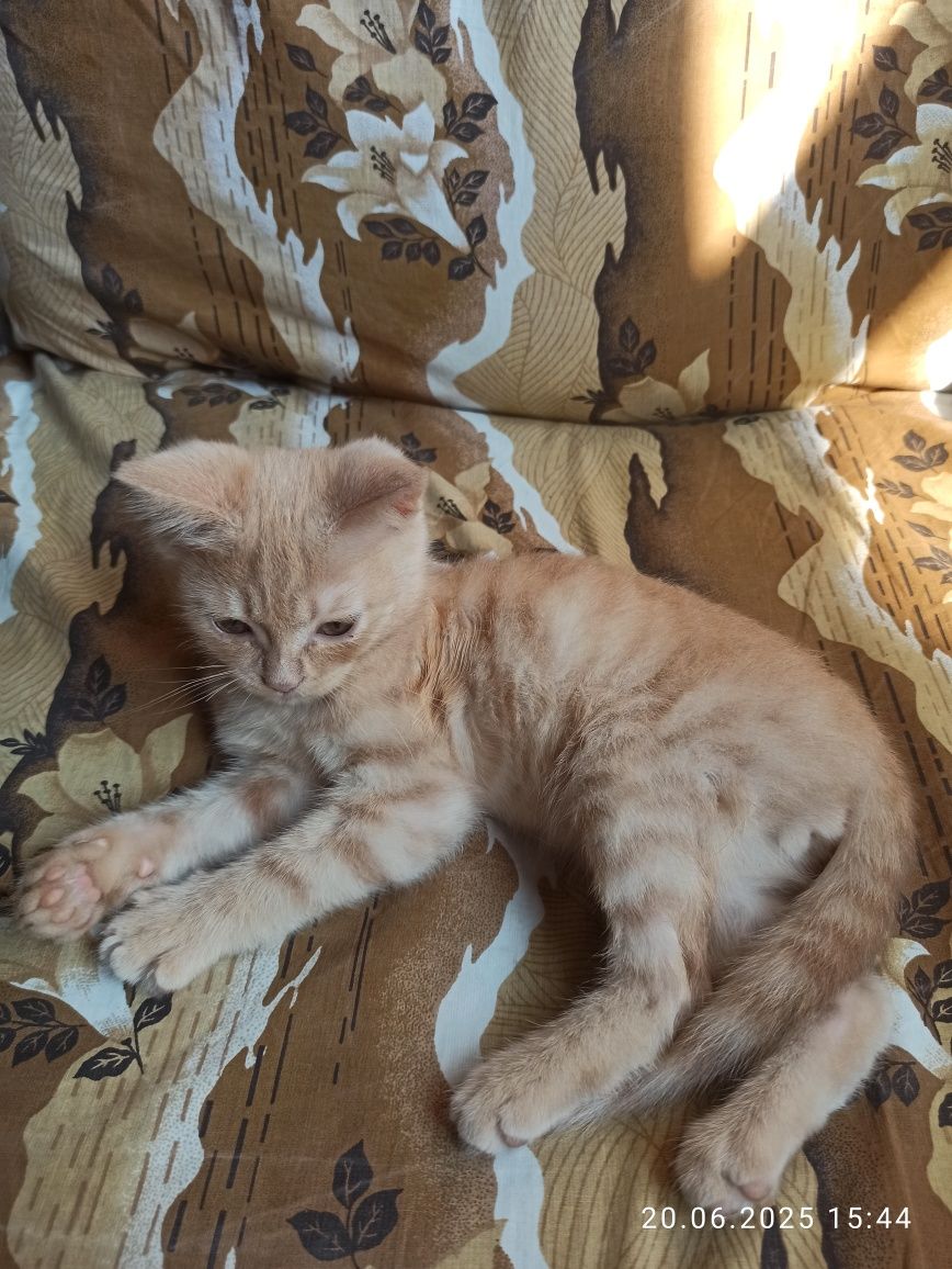 Отдам даром котенка
