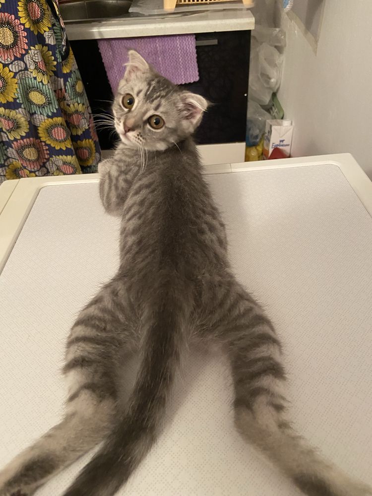 Котята Мысыктар 2 и 4 месяцев