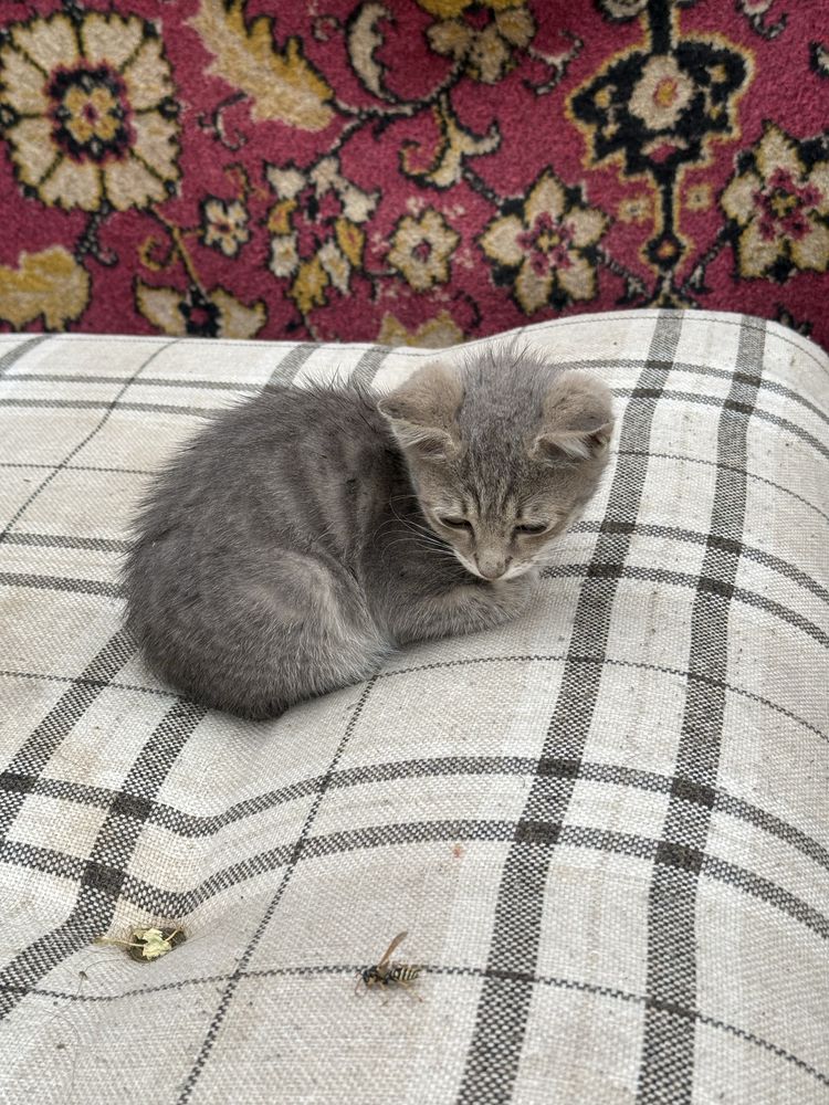 Отдам даром котят