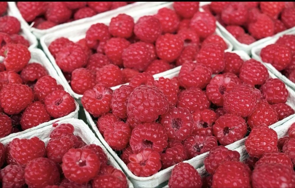 Малина сорт полана
