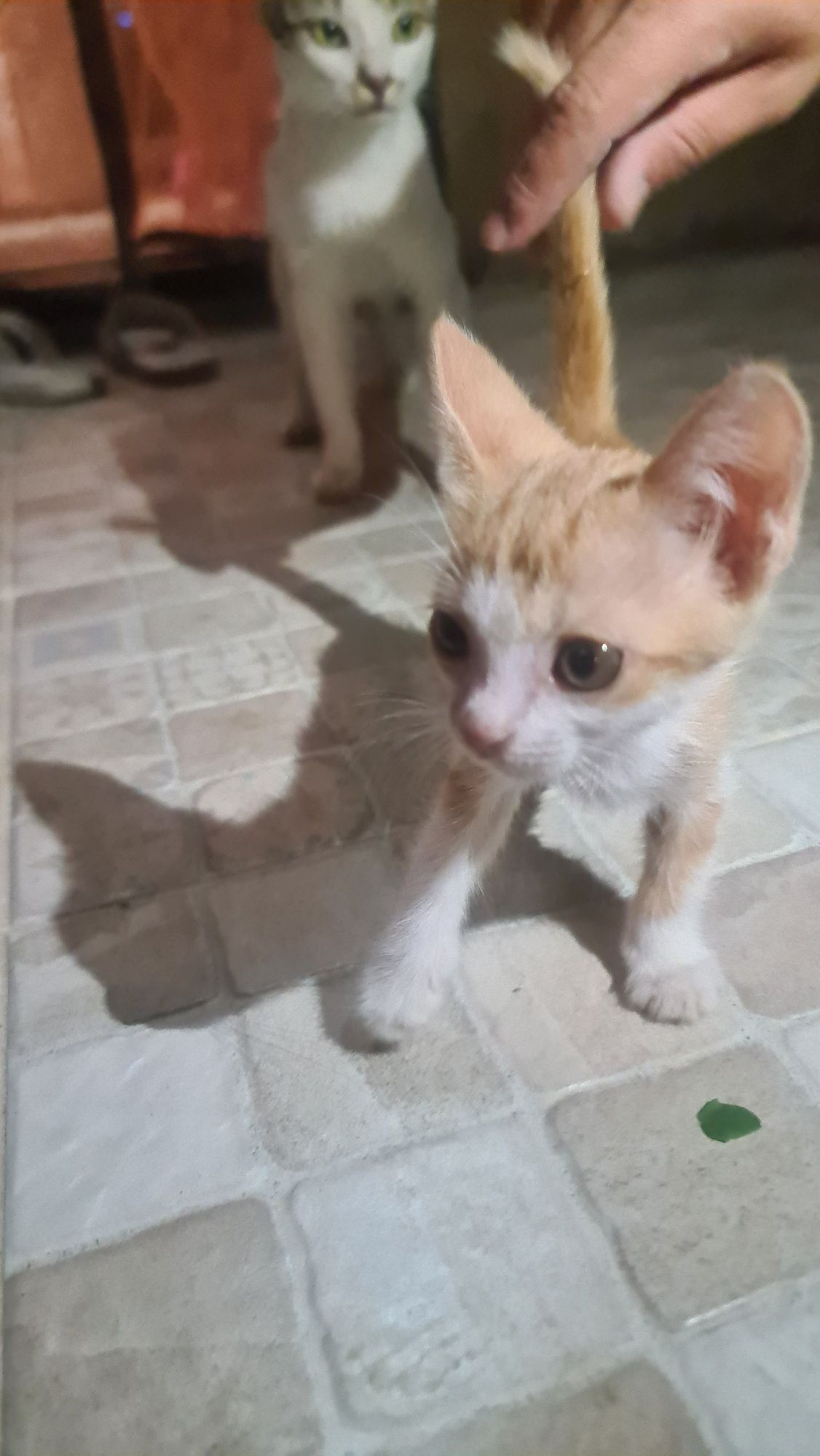 Котёнок рыжий мальчик
