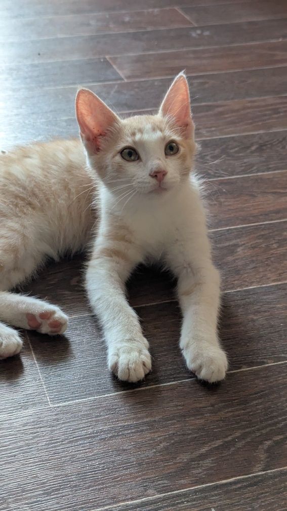 Котенок ищет дом.