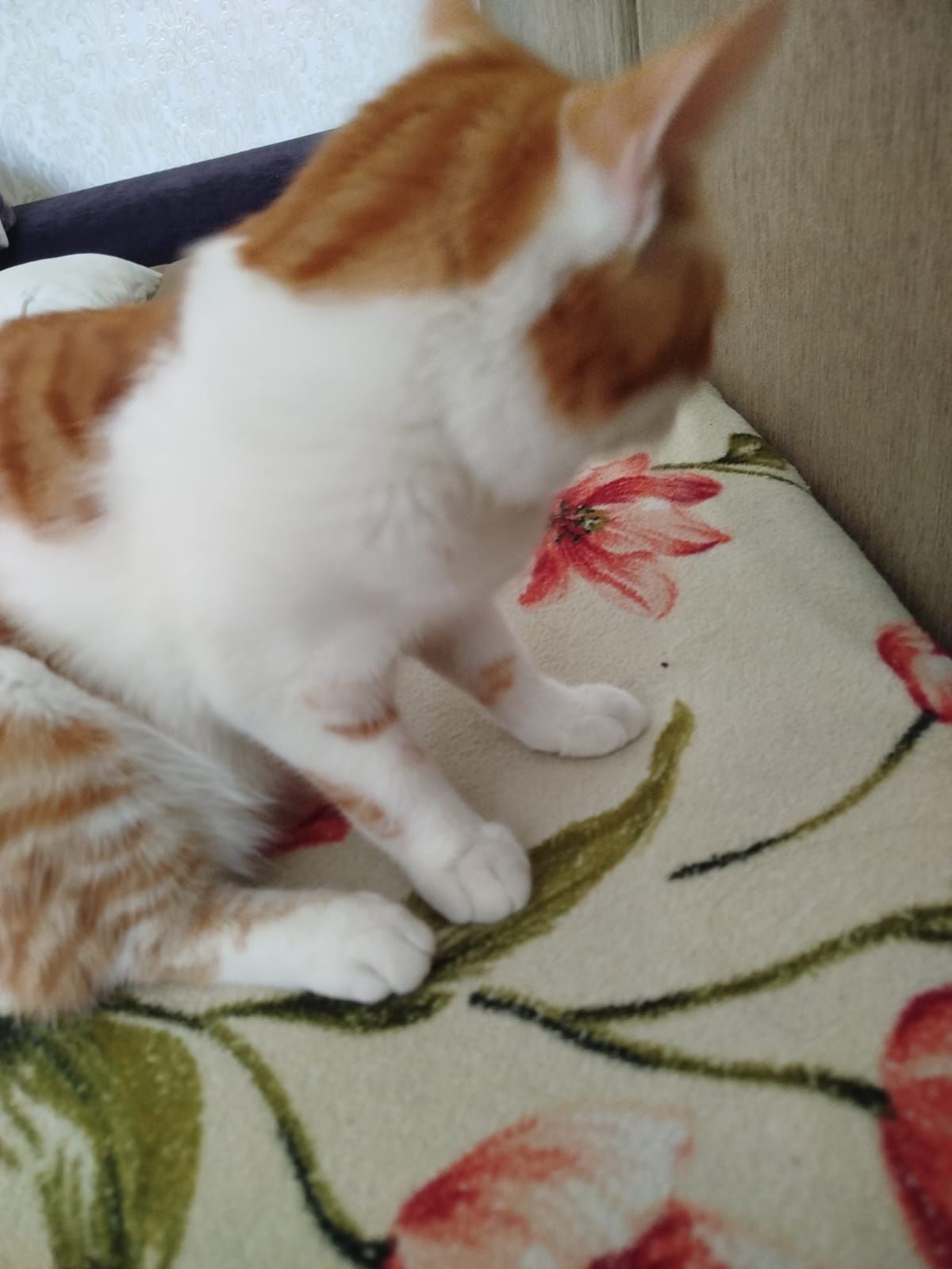 Отдам в добрые руки кота