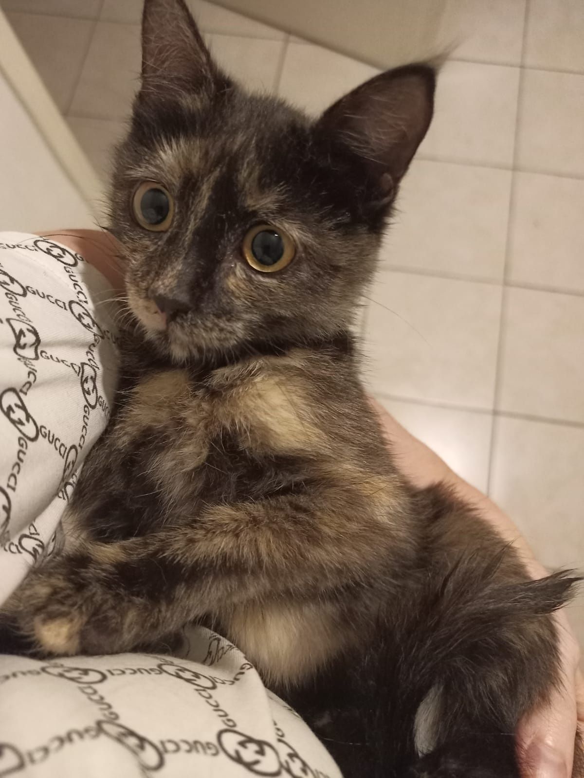 Кошечка, 4 месяца