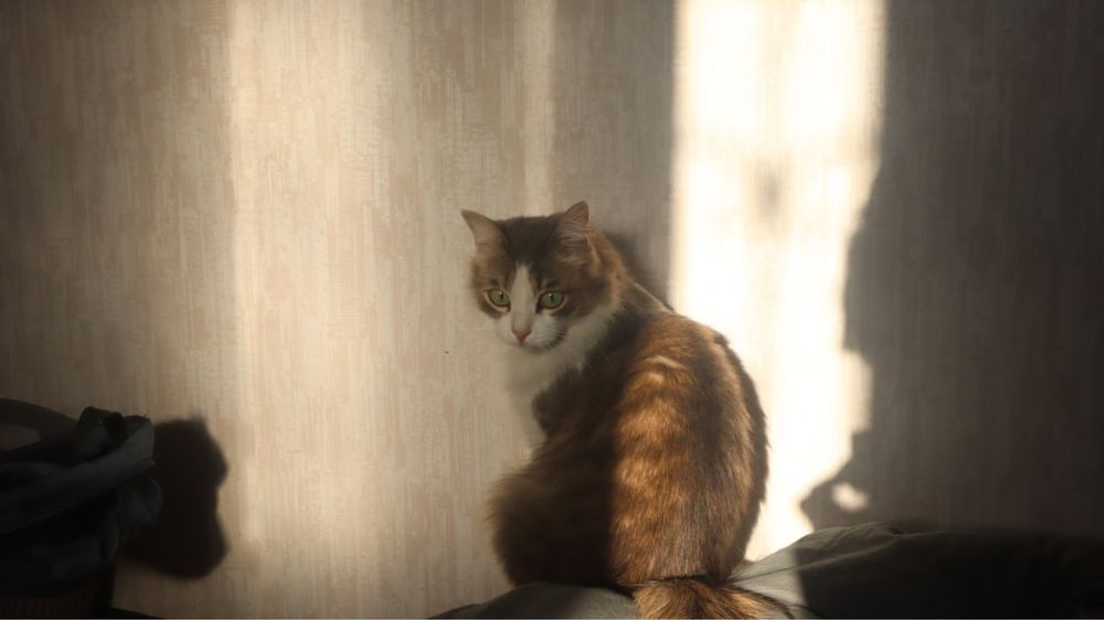 Кошка, в добрые руки