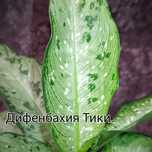 Продам комнатные растения
