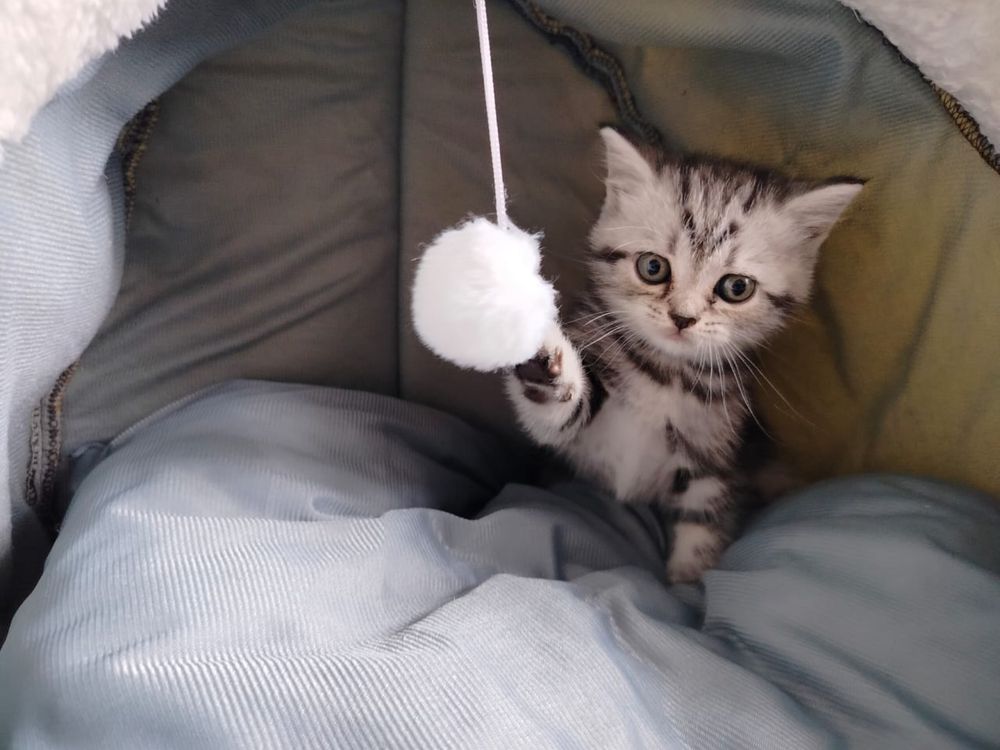 Котята вислоухие
