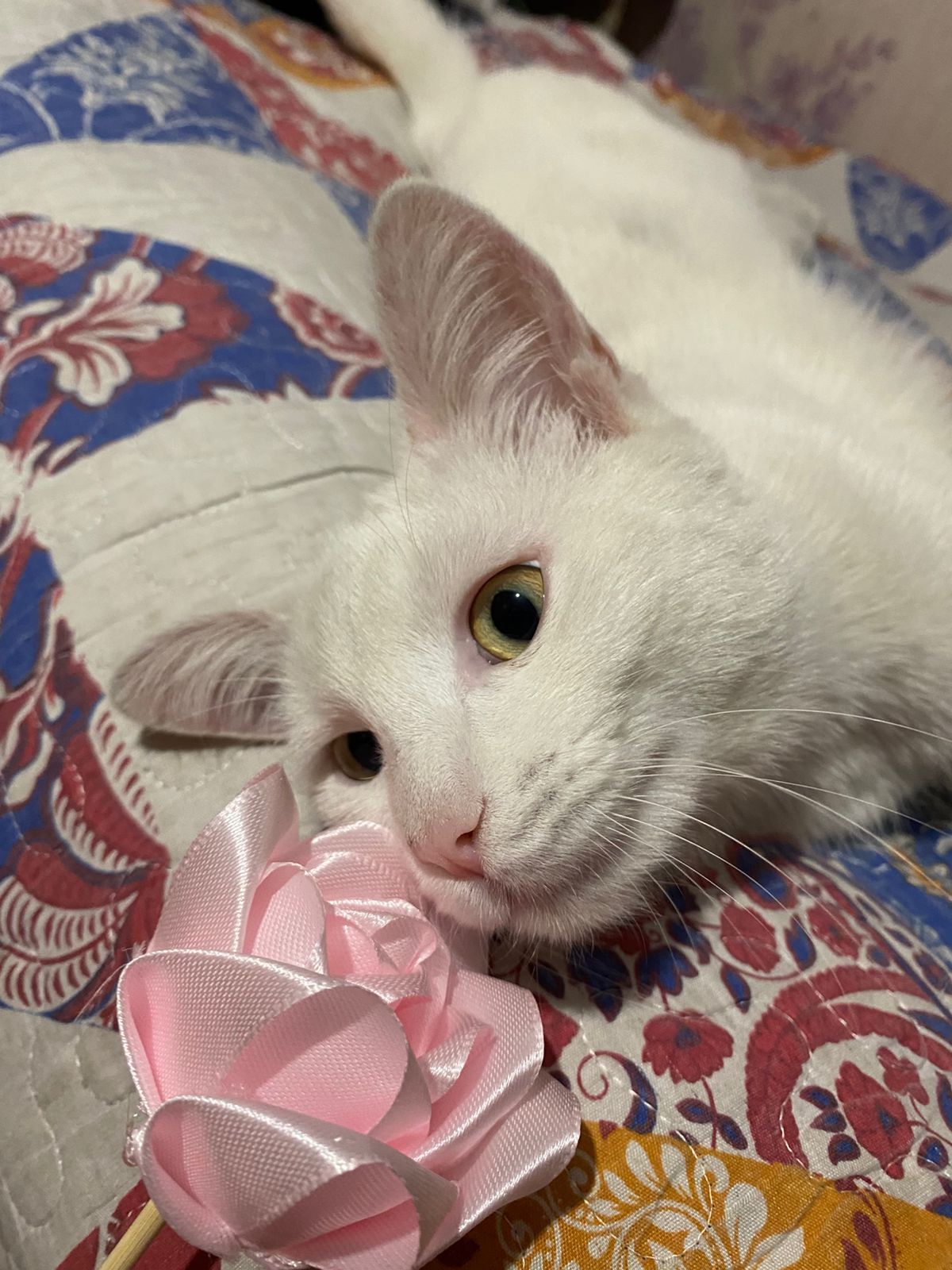 Одам кота  бесплатно