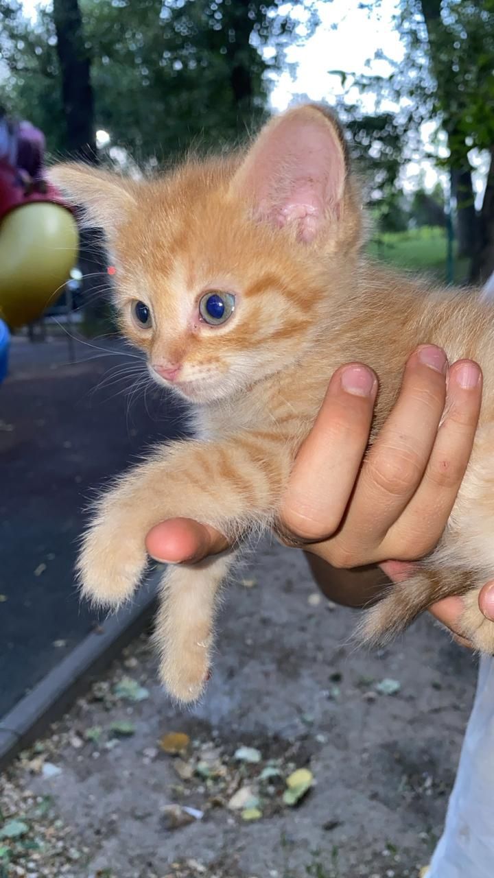 Котята вислоухие