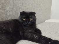 Шотландский вислоухий кот