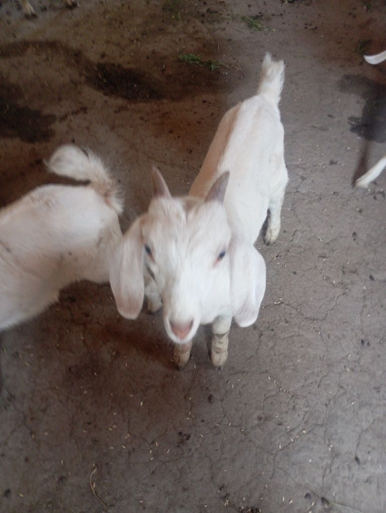 Продаю козлят ,котиков еркек.