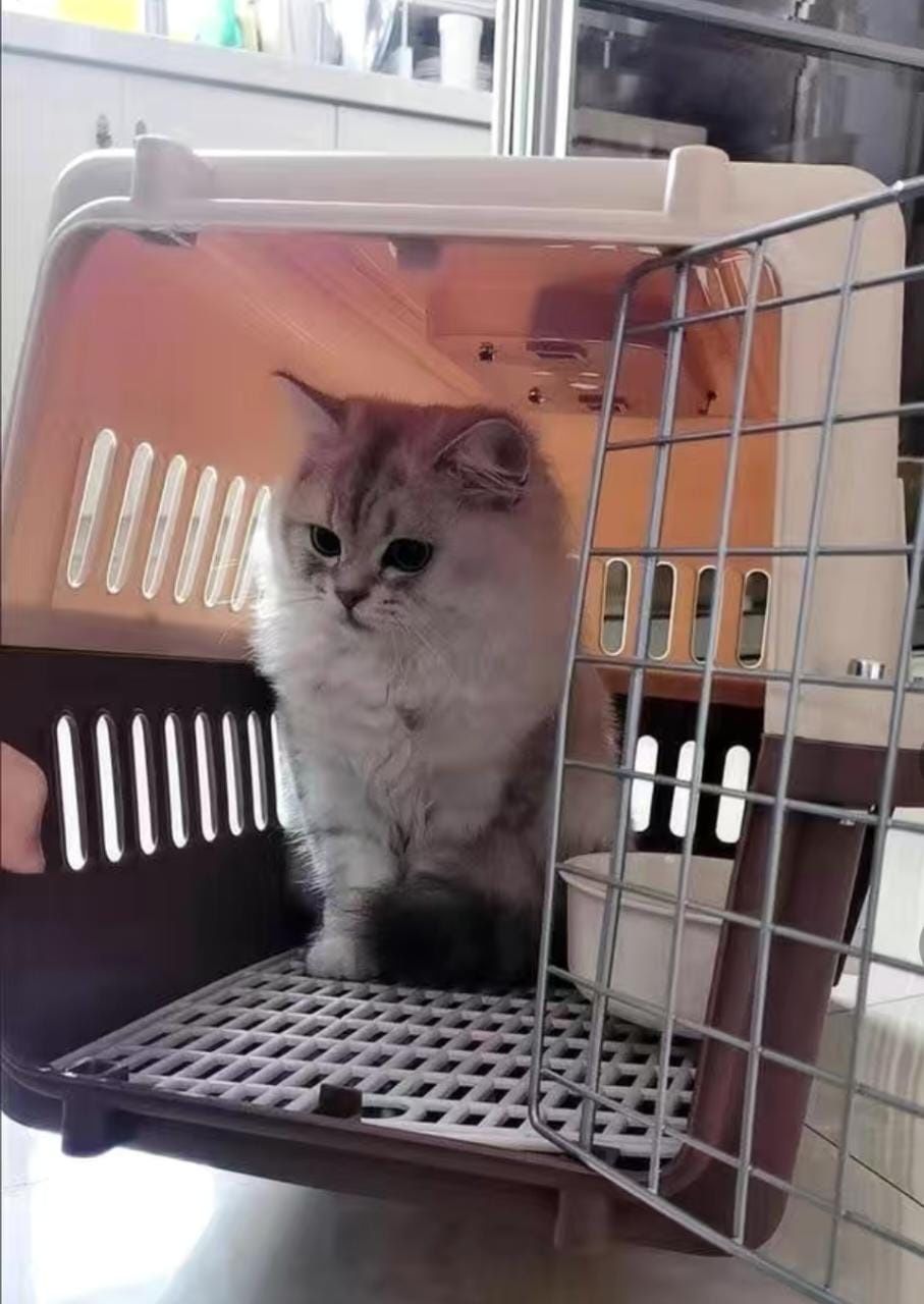 Авиабокс . Переноска для кошек собак  Переноска для животных Авиа бокс