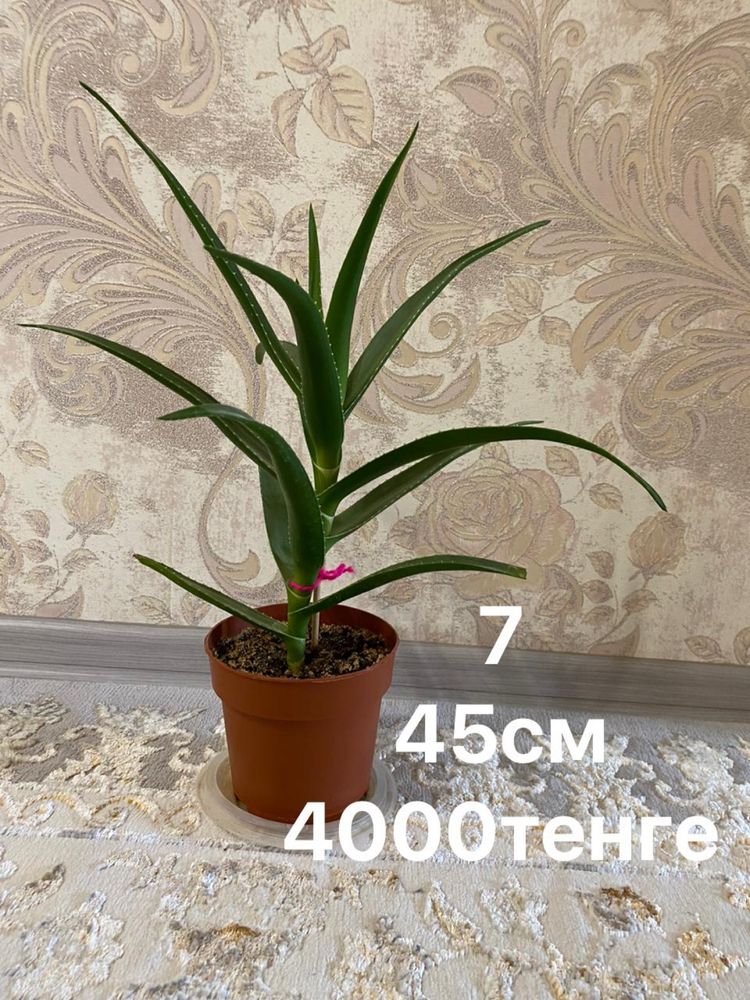 Продам цветы от 1000до 2500