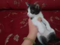 Отдоем котят в добрые руки. 3 девочки и 1 мальчик