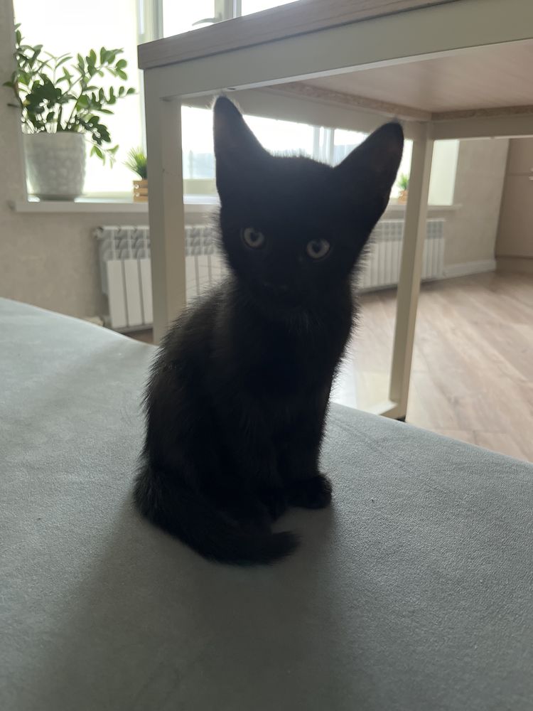 котик мальчик 2 месяца