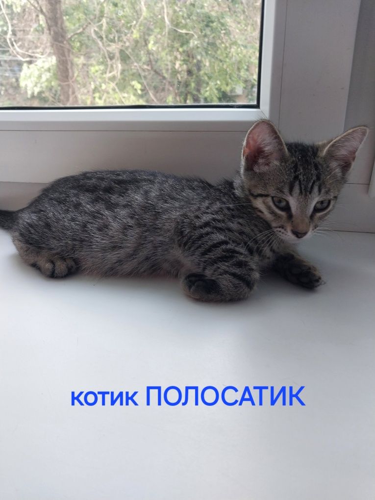 Котята домашние возраст 2месяца