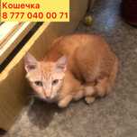 Рыжая кошечка в поисках дома, стерильная