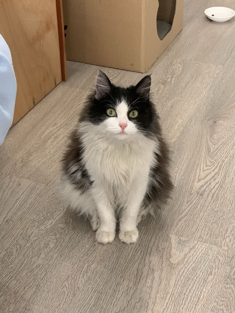 Кошка красавица ищет семью