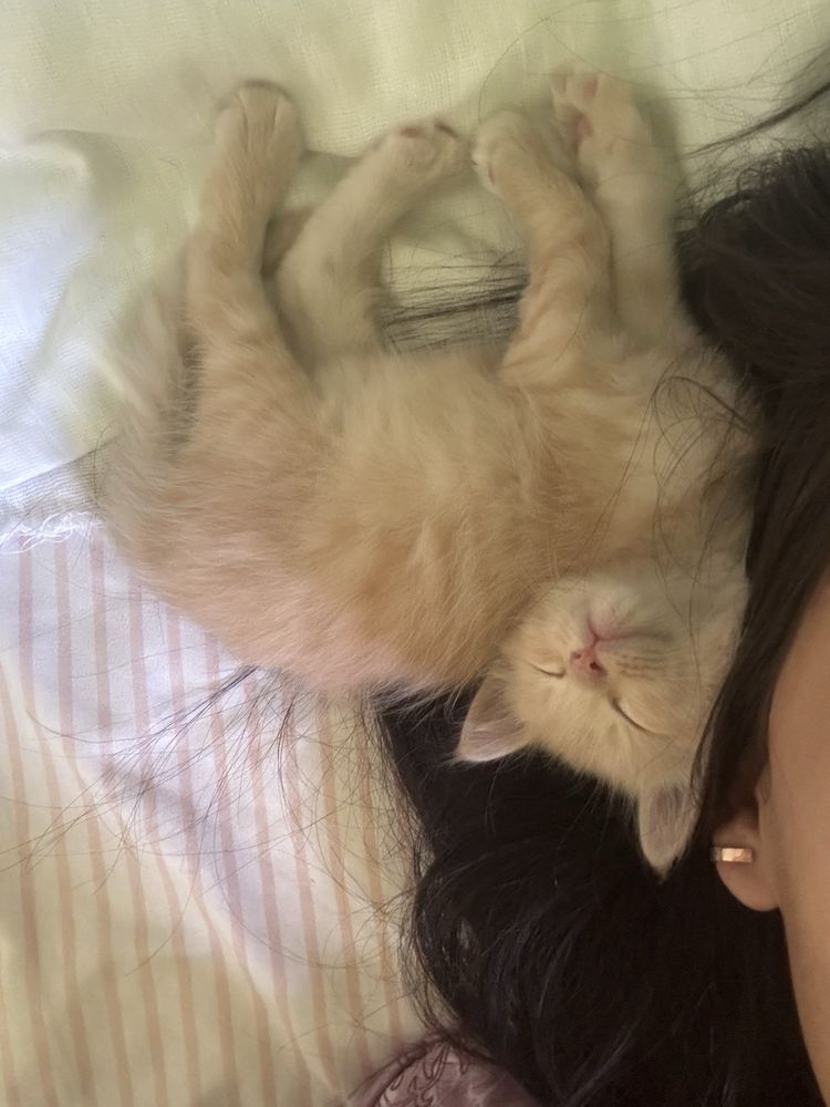 Кошка мальчик очень ласковый