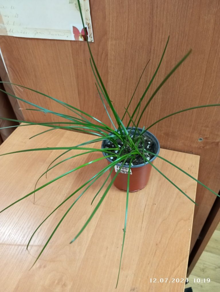 Зефирантес 1500 и 4000